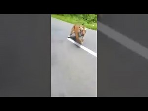 Tiger chases bike riders in Kerala's wildlife sanctuary