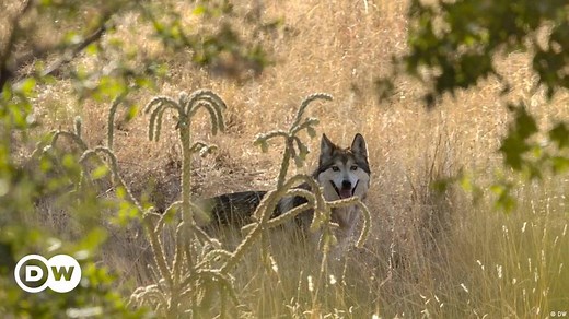 Mexico: The return of 'los lobos'