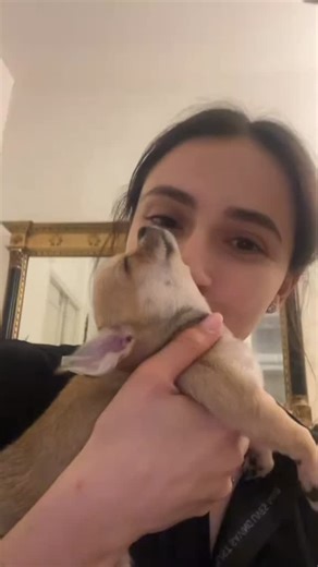 best chiwawa club | Who loves to cuddle more than this little Chihuahua? 🥰🐶🥰 | Instagram