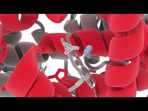 Hemoglobin deoxy — oxy animation for Monash University and Wiley