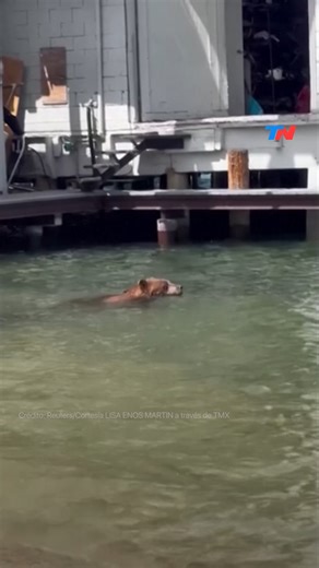 🐻 OSO AL AGUA 💦| Encontraron a un oso negro nadando en una playa en South Lake Tahoe, California. El Departamento de Pesca y Vida Silvestre de California advierte que el lago Tahoe tiene una de las poblaciones de osos negros más densas de América del Norte e insta a los visitantes a estar preparados para posibles encuentros. | TN Todo Noticias