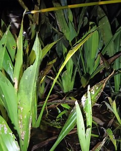 2.6M views · 10K reactions | ah baru mulai dah ketemu penghuni sungai | Fayz Fishing Adventure | Facebook