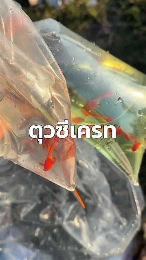 ตามหาและเลี้ยงปลาหางนกยูงในบ่อปลา