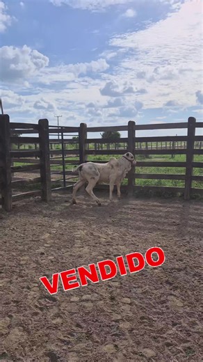Os vídeos de Dudu_creu (@dudu_creuu) com som original - Dudu_creu