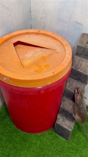 Rat Trap / Creating a highly effective trap using plastic fittings #rattrap #rat