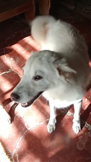 My dog Muchi turned into a robot I'm really 🍗