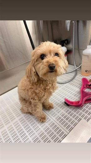 ✨ Lovely Nala ✨ This sweet girl is Nala, a beautiful Cavapoochon who has found grooming a little tricky in the past. Since coming to me from another groomer, we’ve been working together over the last four months to help her feel safe, calm, and confident 🐶💗 Through patience, kindness, and taking everything at her pace, Nala is slowly gaining trust and allowing me to do more with each groom. Every small step forward is a big win, and I’m so proud of how far she’s come 🌸 Progress over perfectio