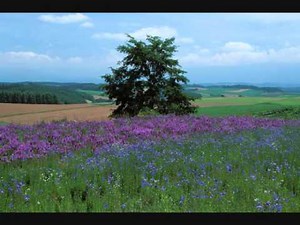 自然とあそぼ オープニングソング