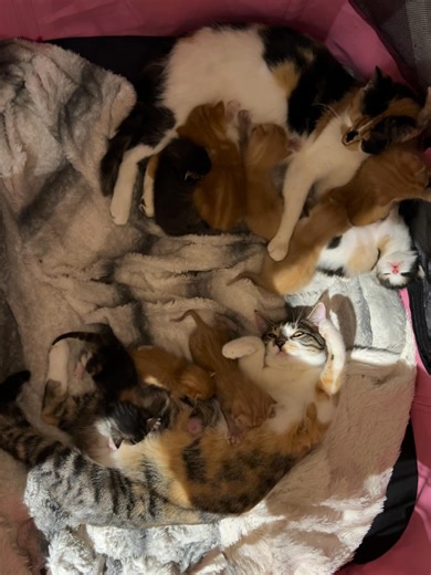 12K views · 1K reactions | No hanky-panky going on now; but living the result of someone’s, that’s for sure. | Sophia L’Orange Kitten Rescue | Facebook