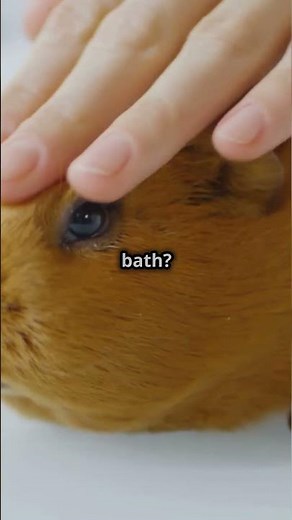 Guinea Pigs vs Hamsters - The EPIC Pet Showdown!