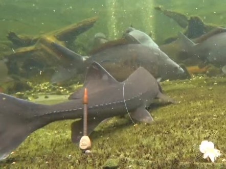 水下探秘鲤鱼进食现场！近距离围观“淡水霸主”的吞食绝技，从发现猎物到精准入口，全程丝滑如行云流水。
