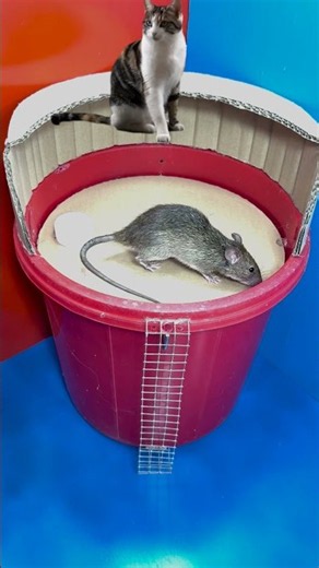 The best mouse traps for home use #rat #rattrap