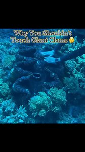 694K views · 11K reactions | Why You Shouldn’t Touch Giant Clams 樂 | IdkSterling | Facebook