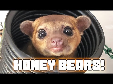 Kinkajou Rescue Visit! What you should know about these Cute Creatures :)