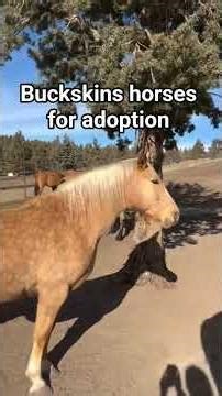 Cheap Unwanted buckskins horses under $1000. horsebestsupply@gmail.com