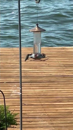 Hummer Feeding on Migration to Yucatán! #hummingbird #migration #yucatán