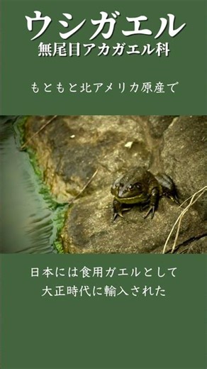 ウシガエルって？