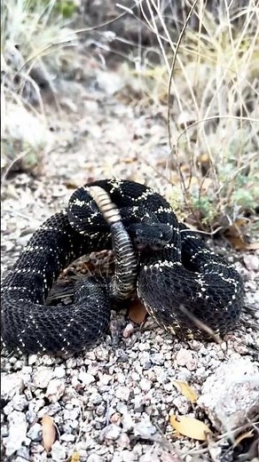 Arizona Black Rattlesnake – Stunning Wildlife Moment #naturelovers #dangeroussnake #snakelovers