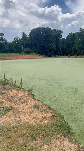 Will copper sulfate help control algae on the pond #farming #agriculture #shorts#subscribe