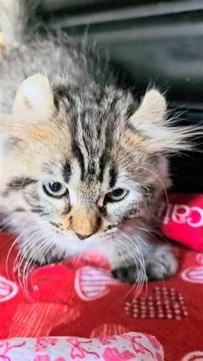 LYNX DU NORD: Highland lynx & Maine coon on Reels