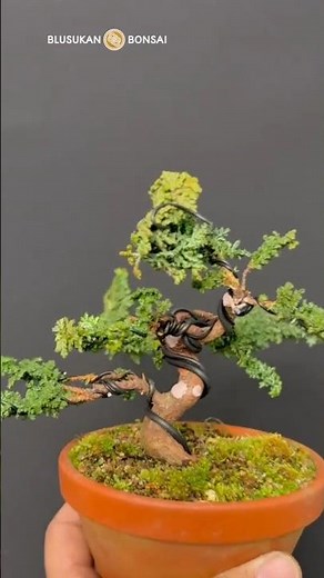 Pruning and shaping juniper bonsai branches #bonsai #bonsaitree #bonsaiart