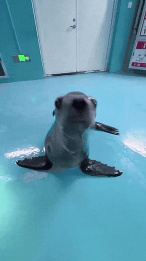 Adorable Sea Lion Moments 🥹🦭