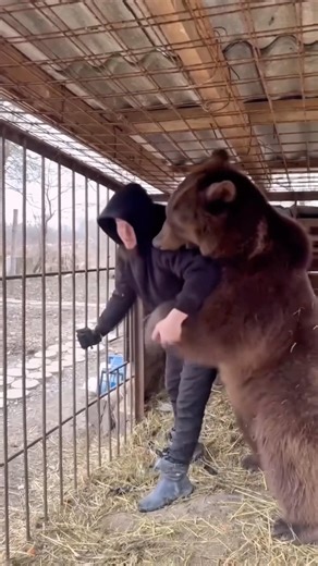 Top 5 Weird Brown Bear Facts You never knew #Brownbear #brownbearfacts #wildlifefacts