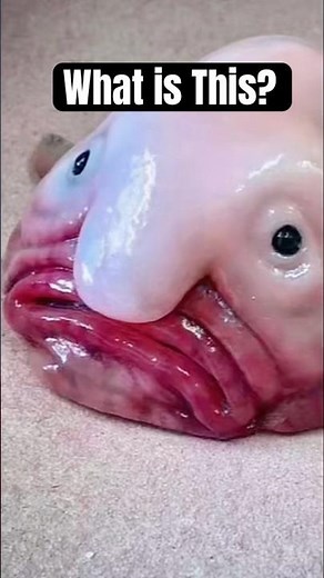 Blobfish: Why Is It Called the Ugliest Animal in the World? 😭 #oceanfacts #animalfacts