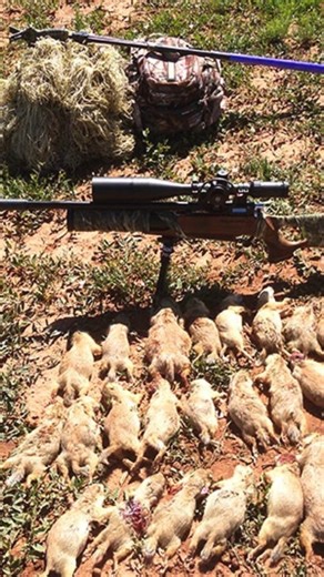 A new report by Grasslands Colorado has pulled back the curtain on what it calls “massacre for sport”, commercial prairie dog shooting on public lands like Comanche National Grassland. Outfitter-led hunts are marketed online, boasting kill counts of “1,100 animals in a single day.” Prairie dogs are shot and left to rot, their carcasses laced with lead that poisons scavengers from golden eagles to swift foxes. As the report states, this isn’t management, it’s “an unchecked bloodsport” carried out