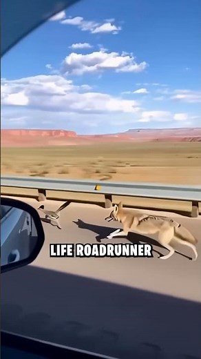 his Cartoon Is Actually Real 🤯 #roadrunner #coyote #cartoon #funny #animal #viral #shorts