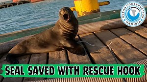 14K views · 961 reactions | Rescuing seals with the hook is not easy. You have to get it right on the first try. If not, you might have risked the only opportunity to save the animal. Every day, it gets tighter and tighter around its neck. With lots of practice and luck, we’ve managed to improve our technique. We know we are the seal's only chance. | Ocean Conservation Namibia | Facebook