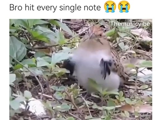 动物界也有自己的迈克尔•杰克逊