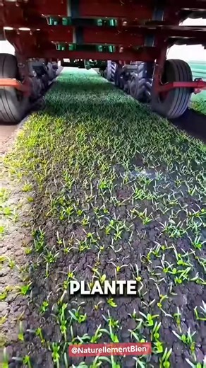 🌱✨ Voici le Laser Weeder. Une machine révolutionnaire capable d’éliminer les mauvaises herbes avec des faisceaux laser ultra précis — sans produits chimiques et sans abîmer les cultures. Une innovation qui transforme l’agriculture moderne et protège la planète. 🌍💚 #Innovation #Agriculture #TechnologieVerte #LaserWeeder #Écologie | Naturellement Bien