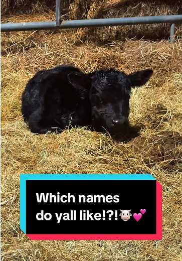 Creative Name Ideas for Pets and Characters