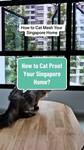 How to cat proof your windows with mesh in Singapore? #catmeshsingapore #catwindowmesh #catproof #catproofwindowmesh #catwindowgrill