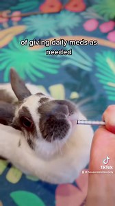 267K views · 7.8K reactions | Please don't impulsively get a rabbit...