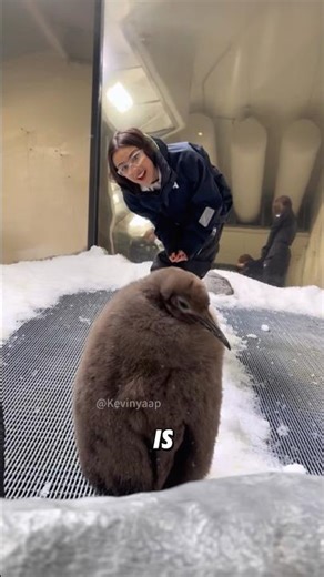 “A nine-month-old king penguin chick can already outsize its dad.”#shorts #animals #cute