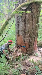 12K views · 124 reactions | Why is it always the last tree of the day?? 﫠 - CLICK BELOW FOR VIDEO AT REGULAR SPEED | Timber Falling Couple | Facebook