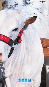 2K views · 119 reactions | ❤️ *T&T Cattle Farm 2025*   *ZEEN* BEAUTIFUL QUEEN OF OUR FARM PRINT, NASAL & BEAUTY Call for Visit : T&T CATTLE LOCATION GUL MOHAR SOCIETY 0342-3386842 | Pakistan cattle market | Facebook