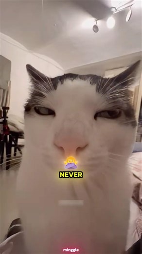 Cats Don’t Smile But These 5 Signs Mean They’re Truly Happy #cat #shorts #catvideos