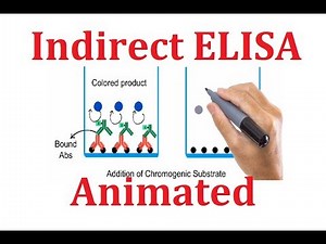 Indirect ELISA: Animated explanation