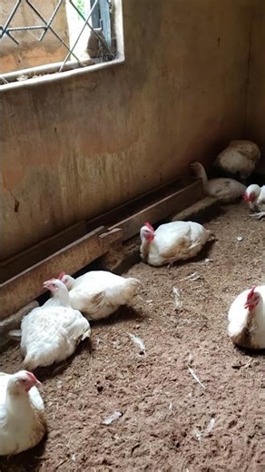 massive boilers #chicken #poultaryfarm