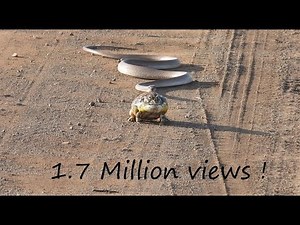 Snake vs frog 1.7 Million views!