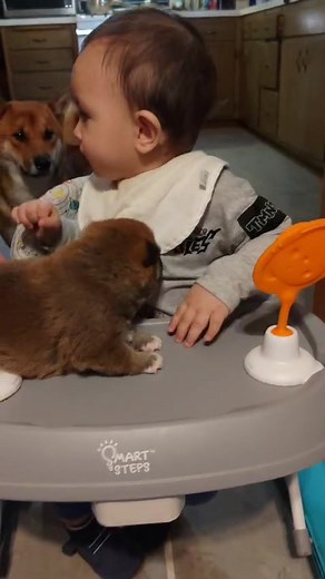 A heart-melting moment where Baby DK plays gently with a tiny puppy, both filled with pure curiosity and joy. Their little connection shows innocence, sweetness, and the simple happiness that comes from the smallest moments. 🐶💙#BabyDK #BabyAndPuppy #PreciousMoments #SweetMemories #InnocentJoy #PuppyLove #BabyLove | Ferguson Gamboa Joanne