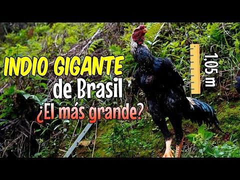 Giant Indian of Brazil 🐓 The largest chicken breed in the world?