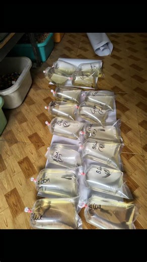 KING AQUARIUM METTUR on Instagram: "Today orders dispatched"