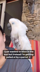 366K views · 11K reactions | Why is my parrot yelling at me??  #cockatoo #parrot #attitude #funnyanimals #reaction | The Parrot Lady | Facebook