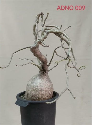 AHEAD Thailand Adenium Nova Somalense (ADNO009): The Cascading Sculptural Masterpiece #Adenium #Nova