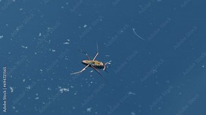 Water strider on the water surface