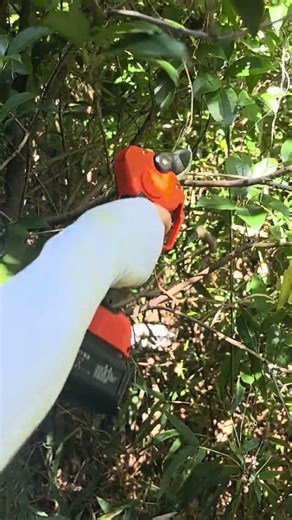 Fall cleanup made painless! #gardeningtools #powertools #garden